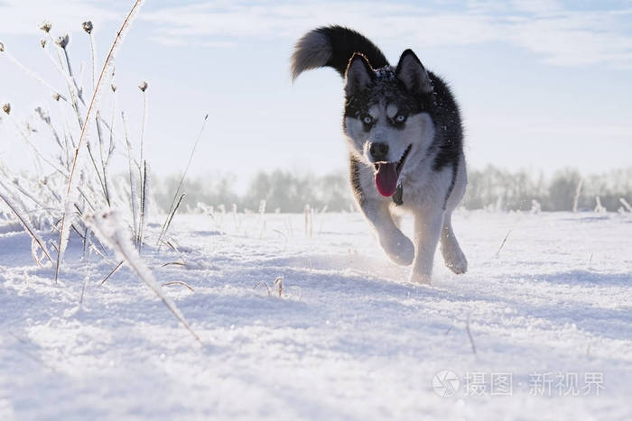 狗种西伯利亚哈士奇在雪地上奔跑