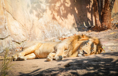 雄狮躺在地板上放松，石头狩猎野狮之王骄傲睡眠动物