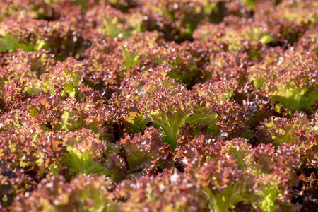 新鲜红橡树莴苣叶，沙拉蔬菜在农业水培农场。