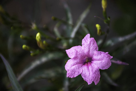粉红色的花或蕊花芬子在花园中的库福德。