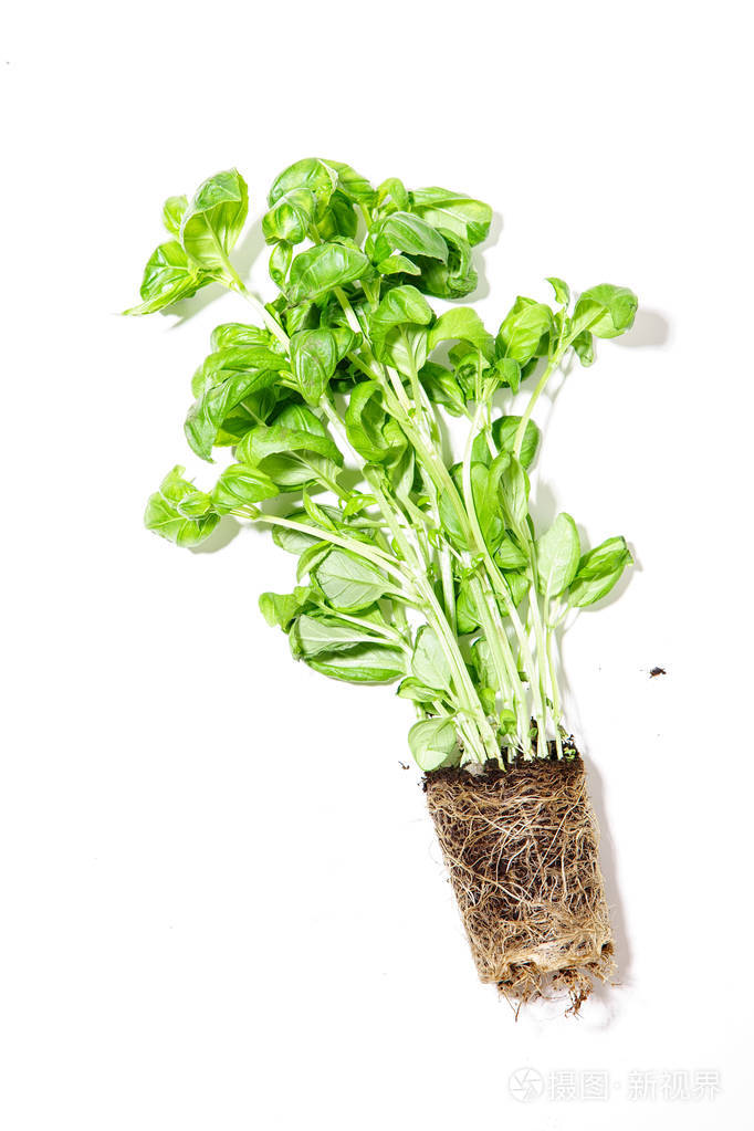 白底地材基罗勒幼苗