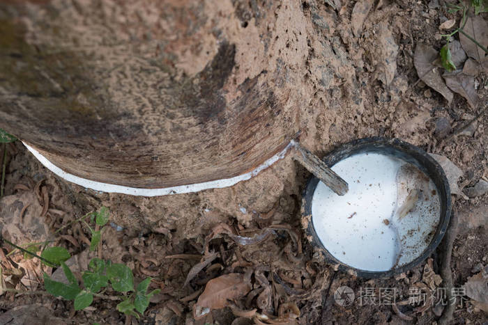 从东南亚的一棵树上收集有机橡胶