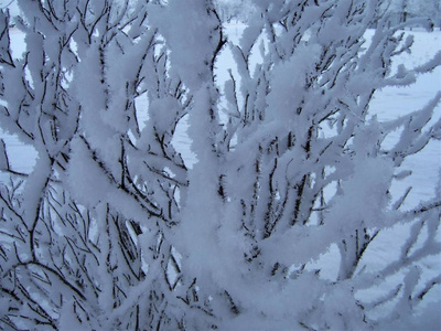 雪霜树在严冬的霜冻中，接近背景纹理