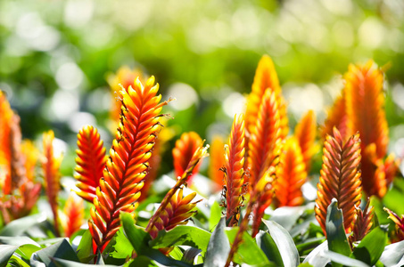 绿色植物背景下花园苗圃中美丽的橙红色和黄色的溴eli