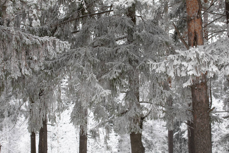 雪中的松林。 雪落在地上