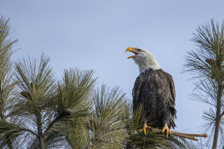 一只雄伟的美国秃鹰栖息在一根树枝上，映衬着爱达荷州北部的蓝天。