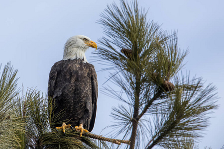 一只雄伟的美国秃鹰栖息在爱达荷州北部蓝天上的树枝上。