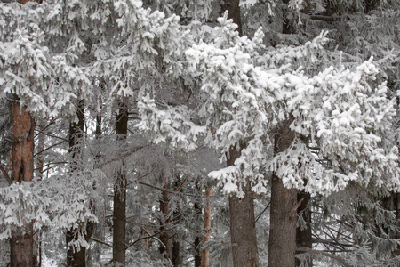 雪中的松林。 雪落在地上