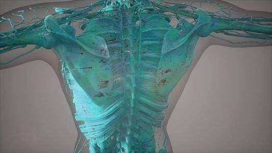 完整的近距离观察骨骼系统与透明的身体照片