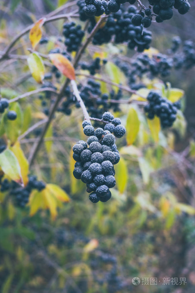 有毒的黑色浆果称为乌头覆盖着海霜