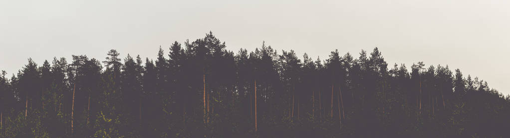 松林中的树顶对着灰色的天空。 准备设计和文本的地方