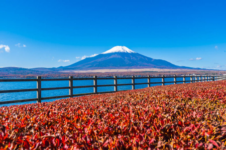 日本雅明子湖周围富士山的美丽景观