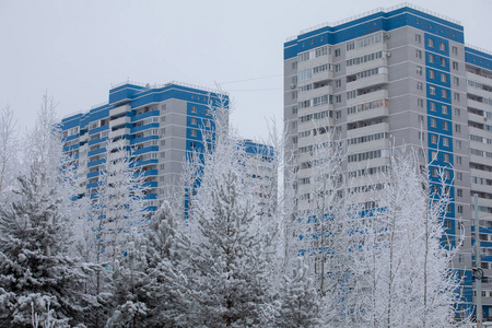 雪中的松林。 雪落在地上