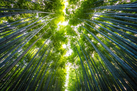 日本京都山森林竹林的美丽景观图片