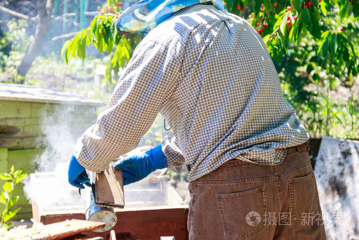 养蜂人用一个蜜蜂吸烟者来平静蜜蜂