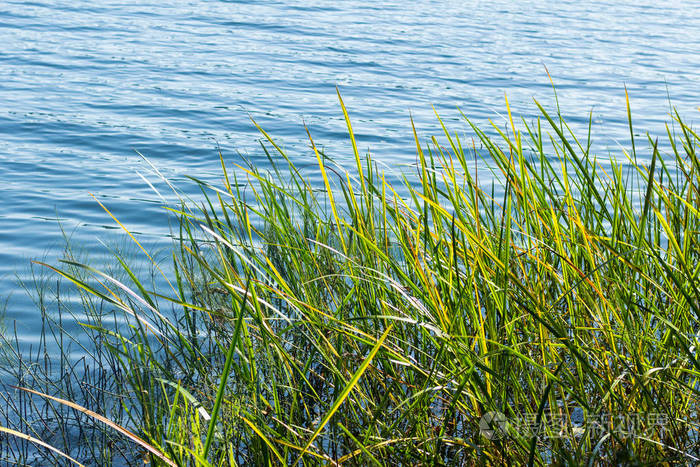 美丽宁静的夏天蓝色的池塘水和绿色的植物生长在海岸上