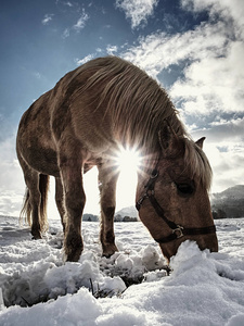 喂得好的轻马品种伊莎贝拉耙冻草下的雪。 农村的雪地草地。