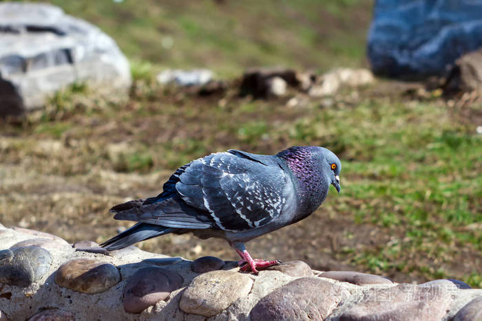 晴天的石头公园里的灰鸽子