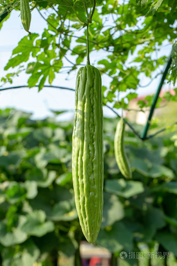 苦瓜苦瓜或苦瓜挂植物在农业农场