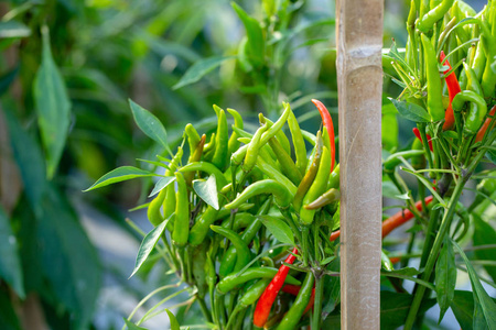 成熟的红色和绿色的辣椒在一棵树上，绿色的辣椒生长在花园里。