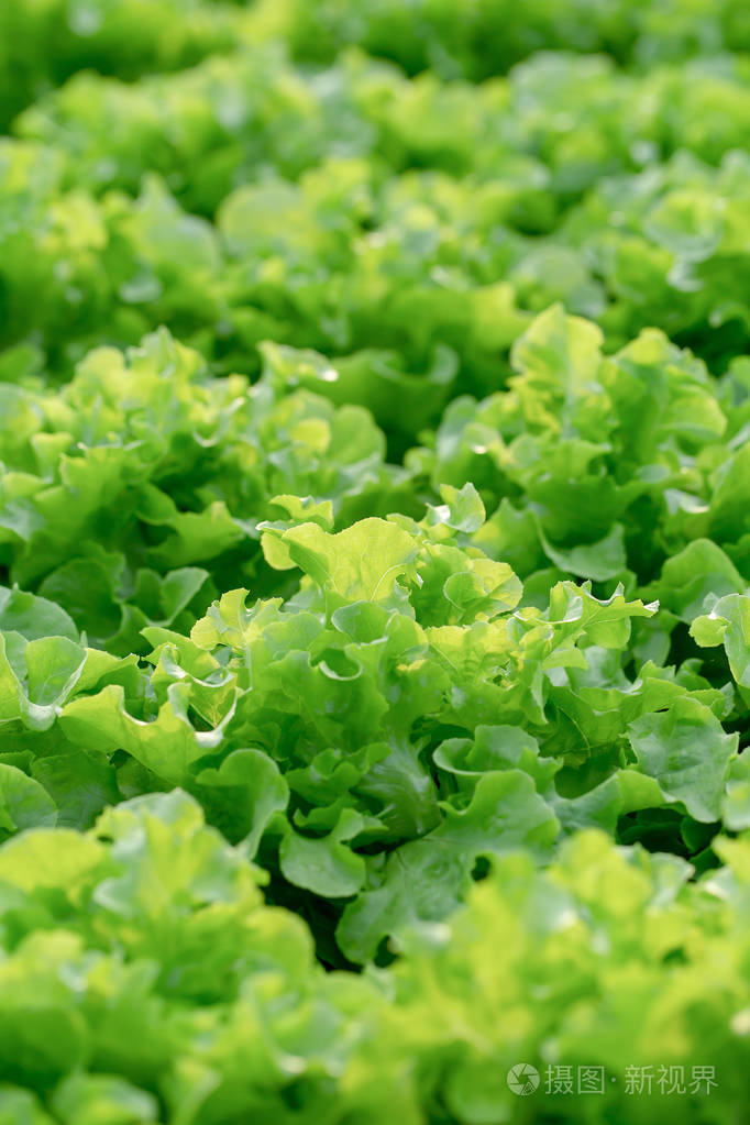 新鲜的绿色橡木生菜叶沙拉蔬菜水培在农业农场