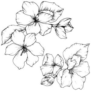 苹果的向量花花植物花。黑白雕刻水墨艺术。被隔绝的花例证元素
