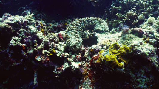 珊瑚礁和海参