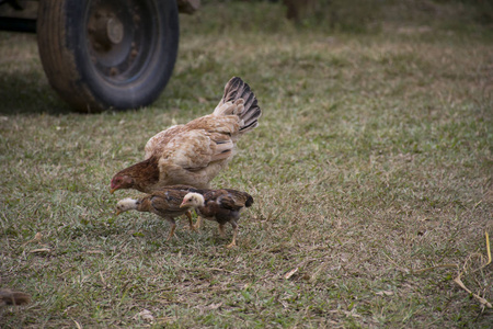 有复制空间的草地上的小鸡和母鸡