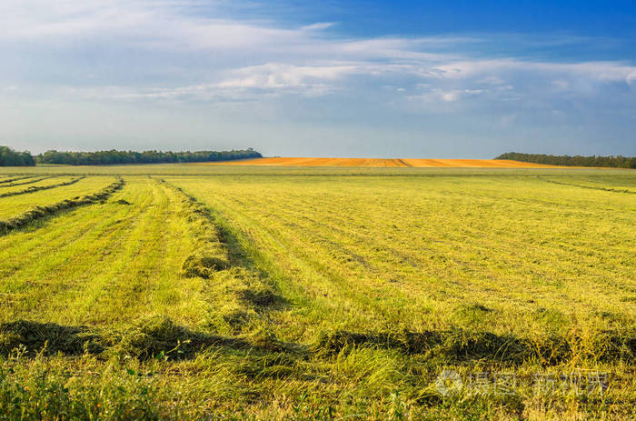 秋天的晴天. 农田的景色,草地上生长着青草,用来喂牛