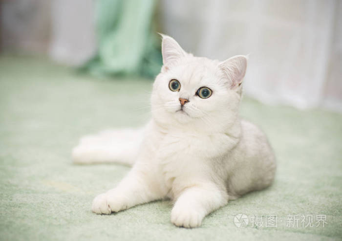 美丽的年轻猫品种苏格兰金丝雀直