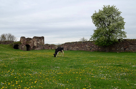 春天的绿色草地，蓝蓝的天空下，古老的废墟背景上有黄色的花朵，黑色的牧牛