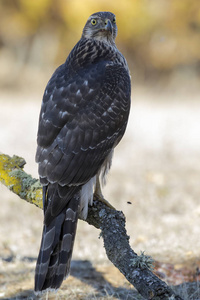 年轻的苍鹰，在森林的一个分支上栖息着。 西班牙