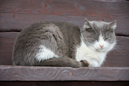 漂亮的睡院子猫