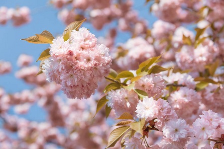 樱花盛开。 樱花花。 樱花。 樱花日本春花。 粉红色樱花花