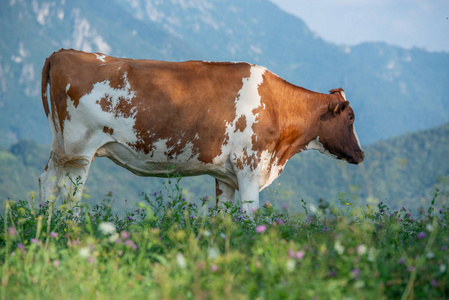 奶牛在山地牧场放牧