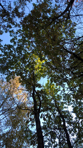 橡树林中的树冠图片