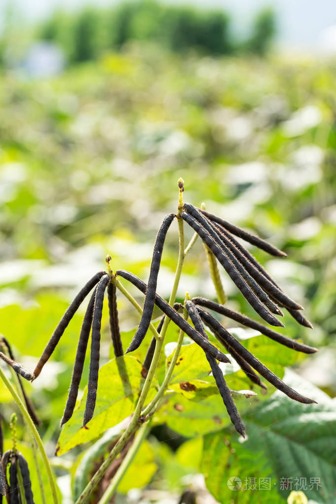 3500*5251px发票合同问题/豆芽营养植物蔬菜作物水果和绿豆查看作者