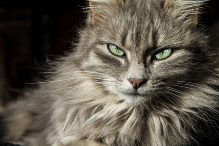 美丽的波斯猫长着一头灰色的长发，用一双神奇的深绿色眼睛看着你