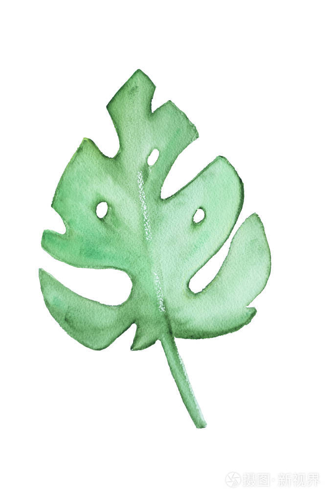简单的水彩热带树叶. 白色背景的手绘绘画