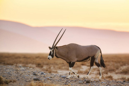 南非红玛瑙羚羊，美丽的标志性羚羊，来自纳米比亚纳米比亚的纳米比亚沙漠。