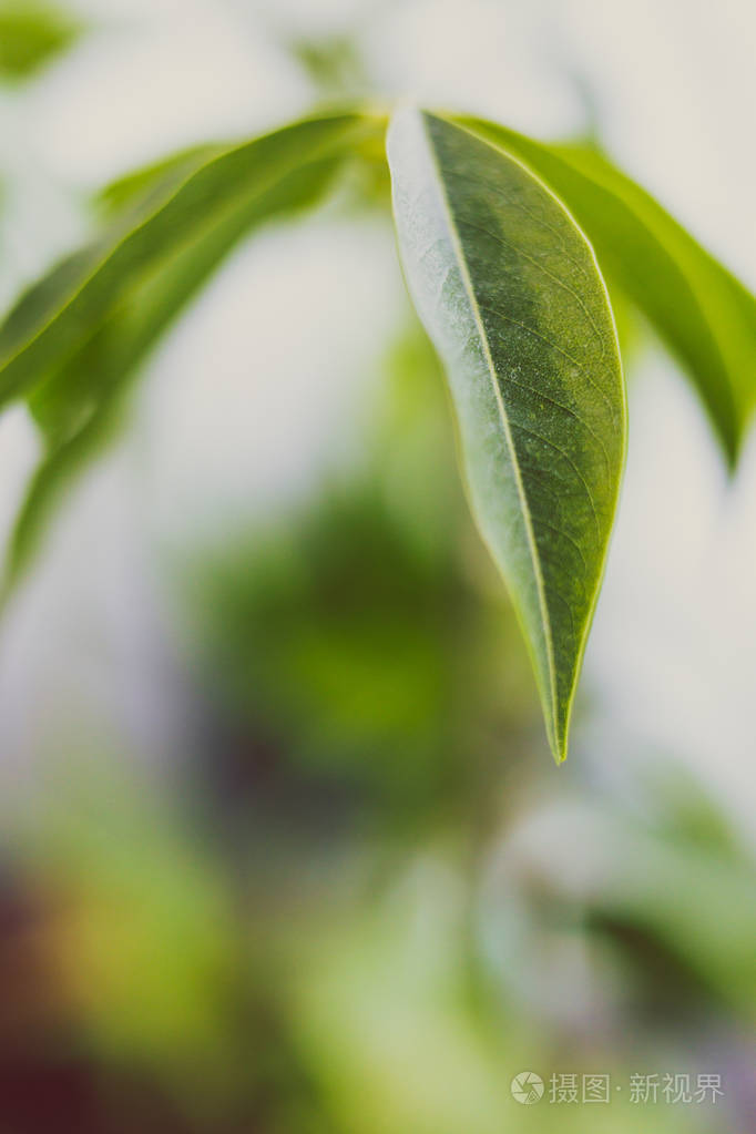 澳大利亚栗树的近景拍摄于极浅的景深,背景是其他植物的bokeh照片