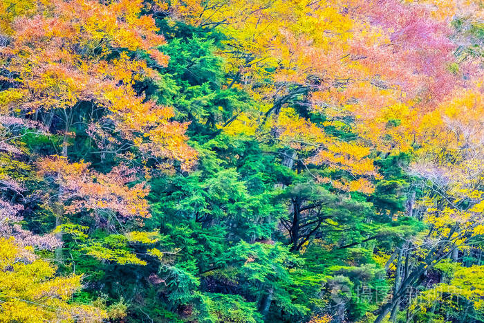 秋天的时候山上有许多五颜六色的树