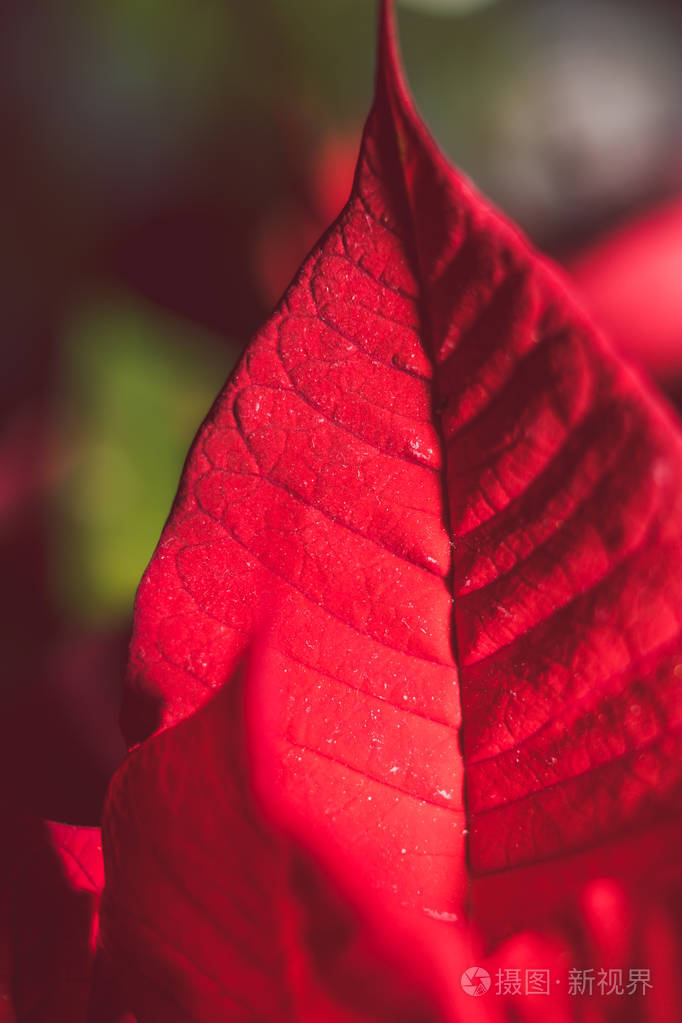 在极浅的景深处拍摄的红色一品红叶