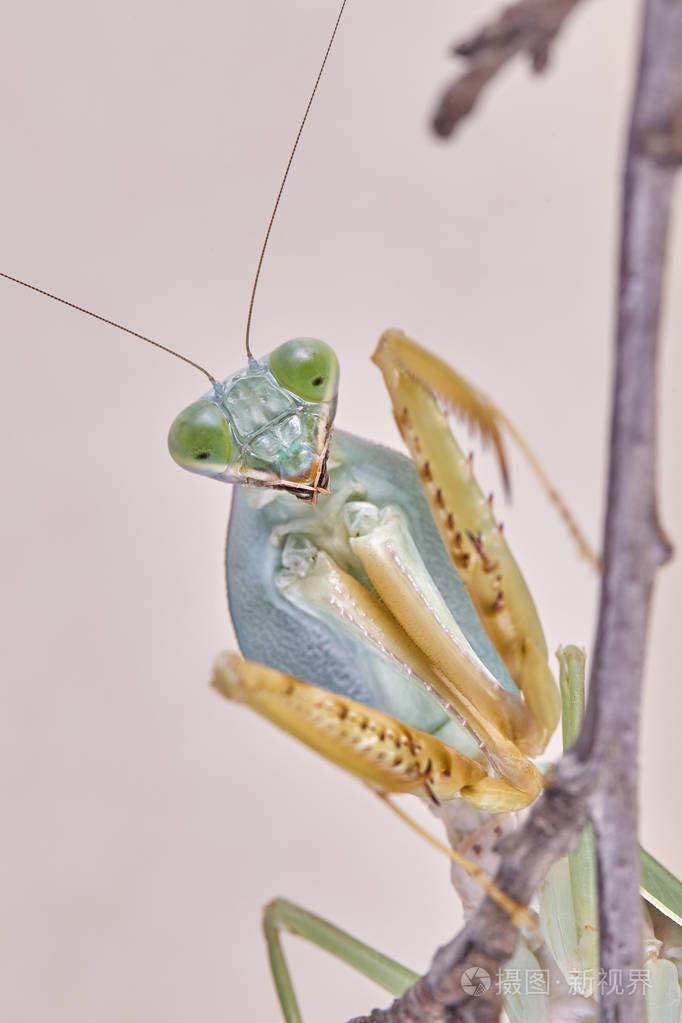 马来西亚巨盾螳螂菱形螳螂栖息在一棵树上