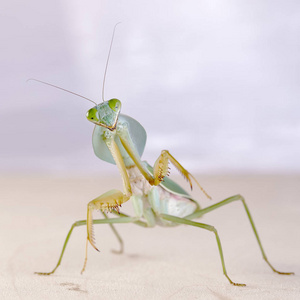 马来西亚巨盾螳螂(菱形螳螂)栖息在一棵树上照片