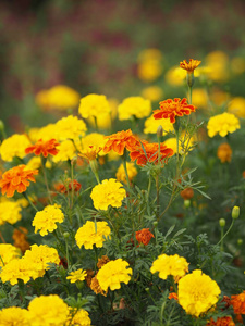 黄色和橙色的花美丽的背景自然