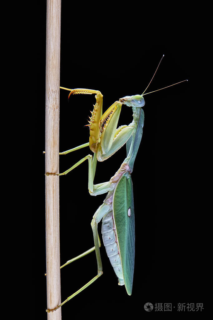 马来西亚巨盾螳螂菱形螳螂栖息在一棵树上