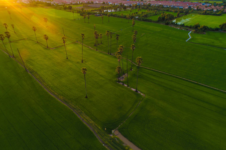 绿稻种植园，夕阳光鸟瞰农业产业