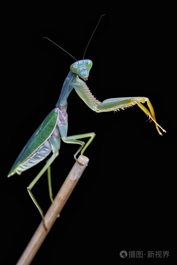 马来西亚巨盾螳螂(菱形螳螂)栖息在一棵树上照片-正版商用图片171c27-