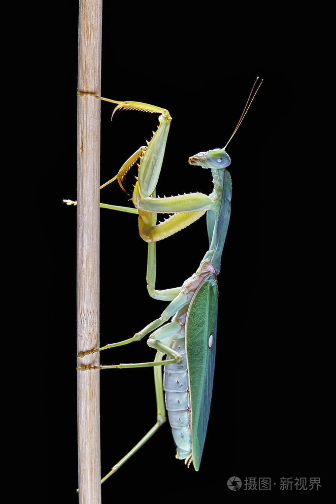 马来西亚巨盾螳螂菱形螳螂栖息在一棵树上